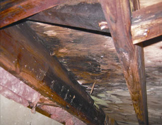mold and rot in a Winston-Salem crawl space